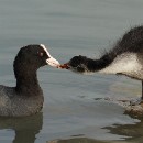 FG Mannheim 19 Motzko Josef